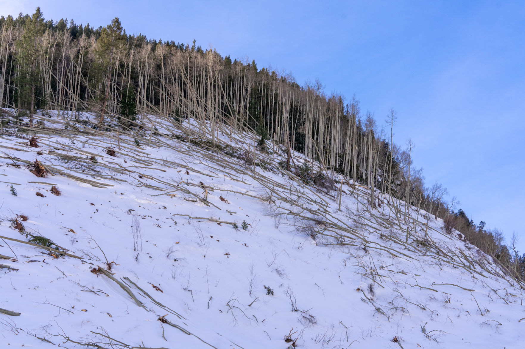 Hillside